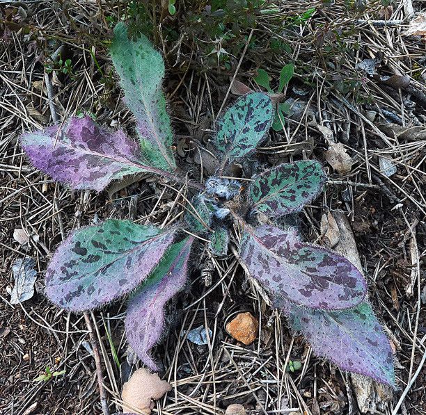 Hieracium bifidum habit