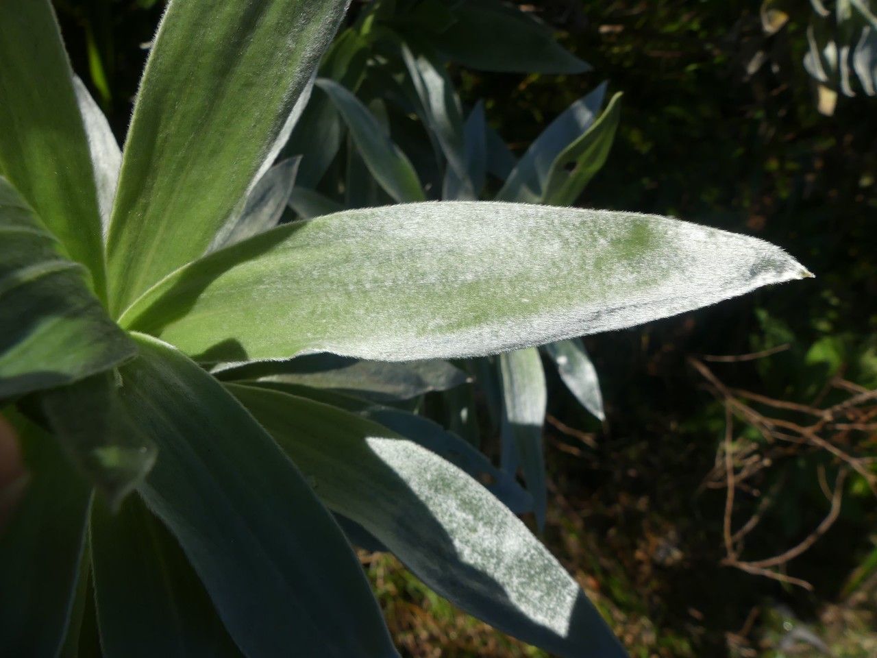 Helichrysum arnicoides — search result for 'Helichrysum'