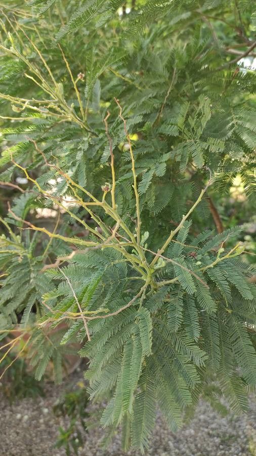 Acacia decurrens — search result for 'Acacia'