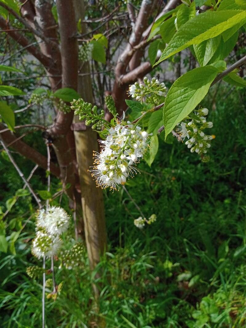 Prunus glandulifolia flower