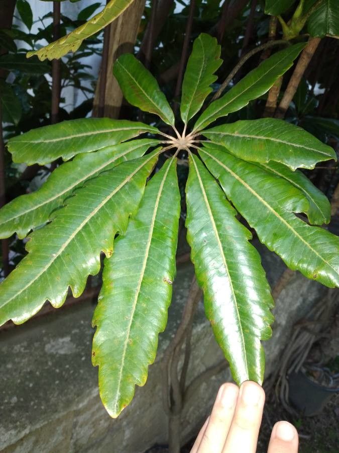 Plerandra gabriellae — houseplant care guide