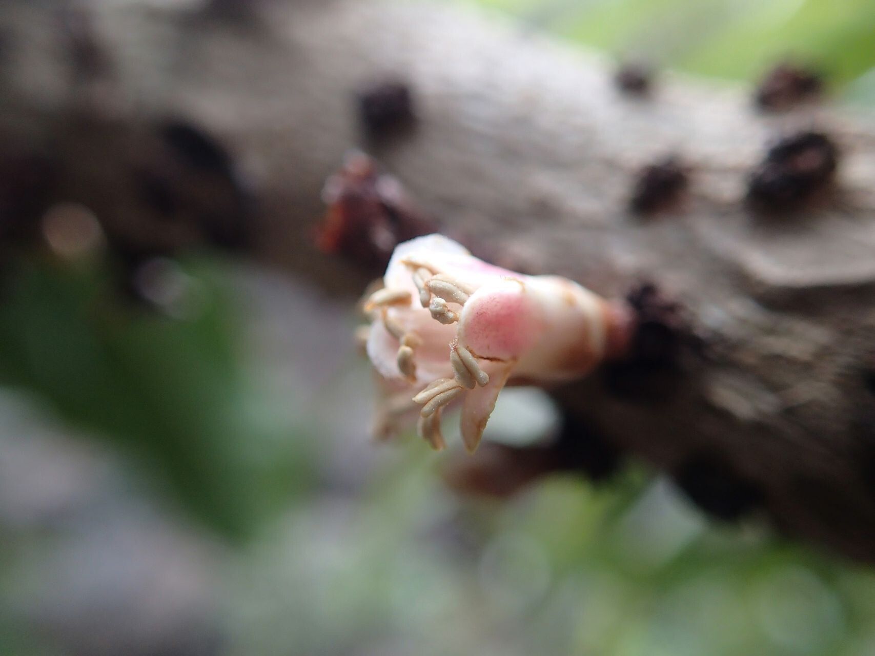 Pycnandra kaalaensis flower