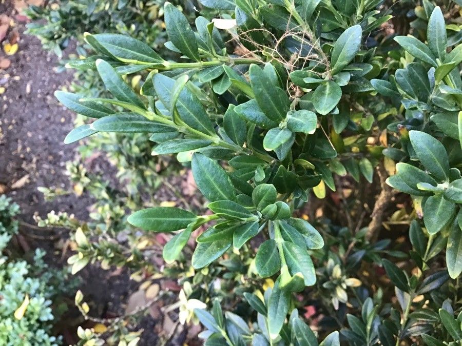 Buxus harlandii