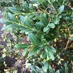 Buxus harlandii