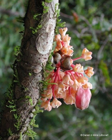 Acropogon sageniifolia fruit