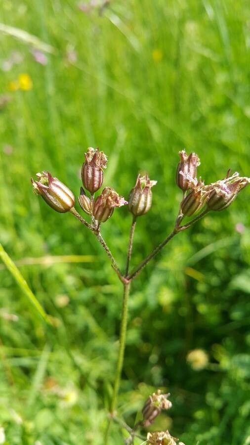Lychnis flos-cuculi fruit