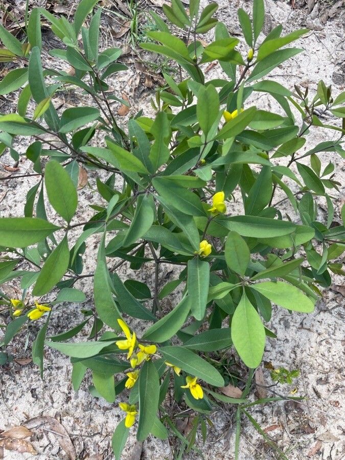 Baptisia lanceolata — search result for 'Baptisia'