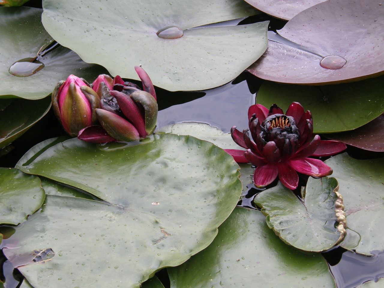 Nymphaea candida leaf