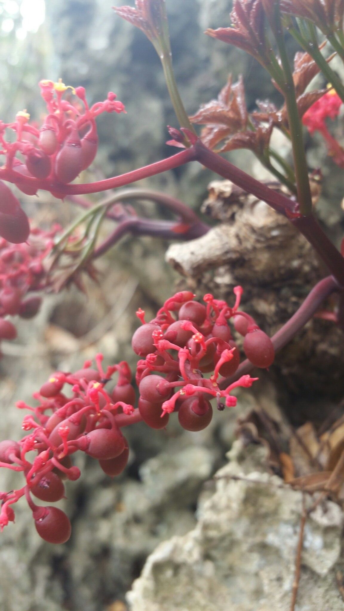 Cyphostemma ankaranense — houseplant care guide