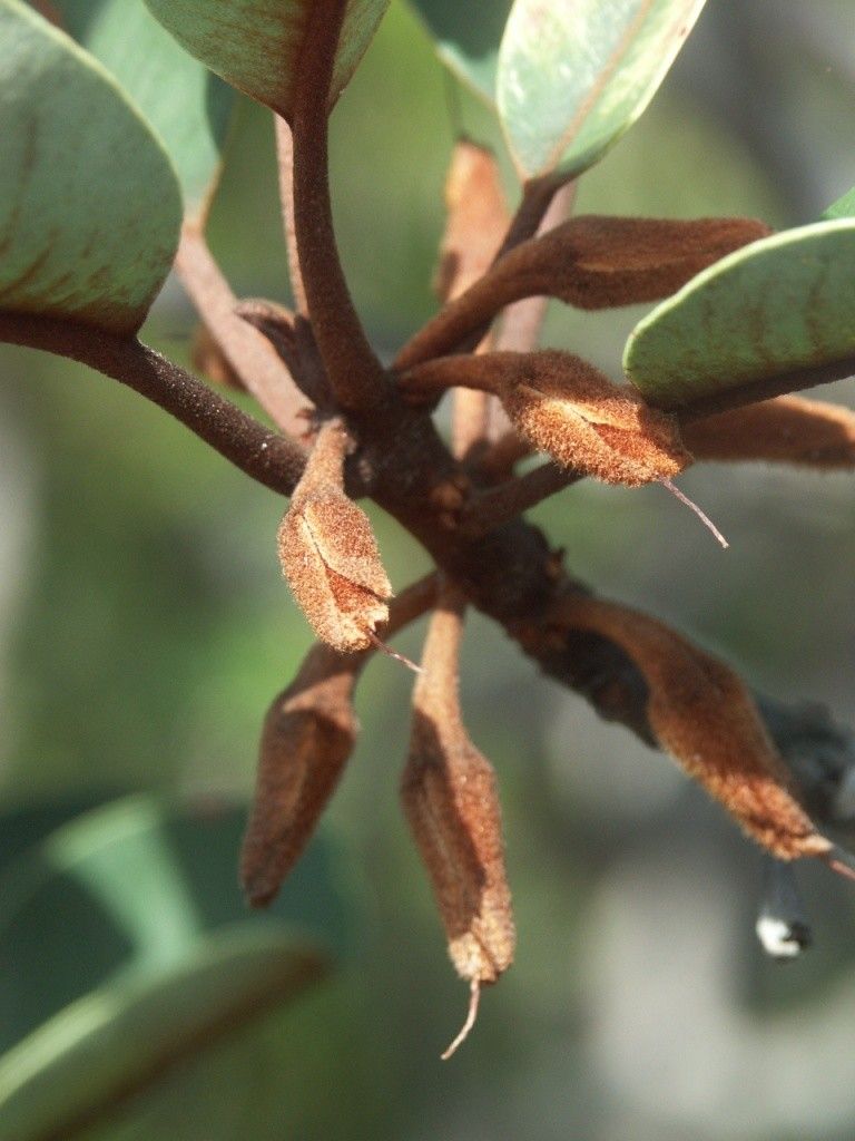 Pichonia grandiflora — houseplant care guide