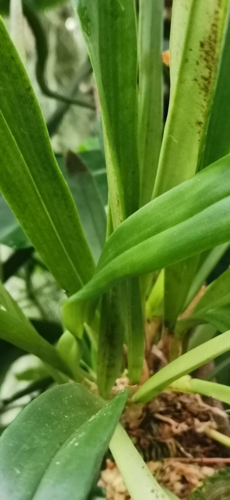 Dracula felix — related species from the same genus