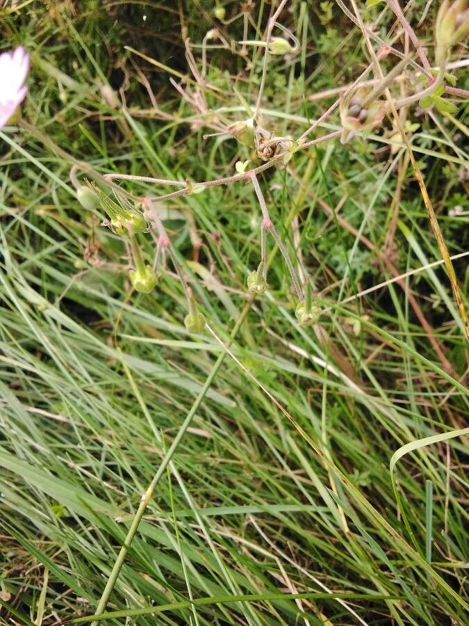 Geranium pyrenaicum fruit