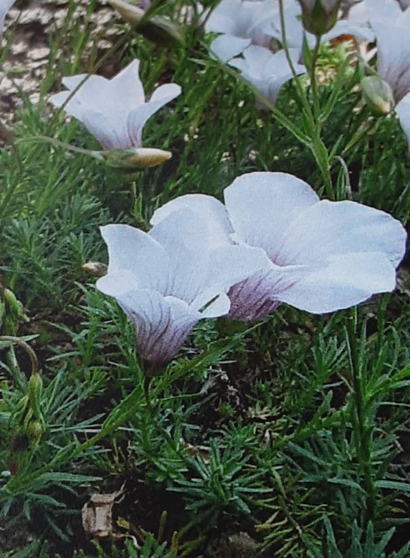 Linum appressum flower