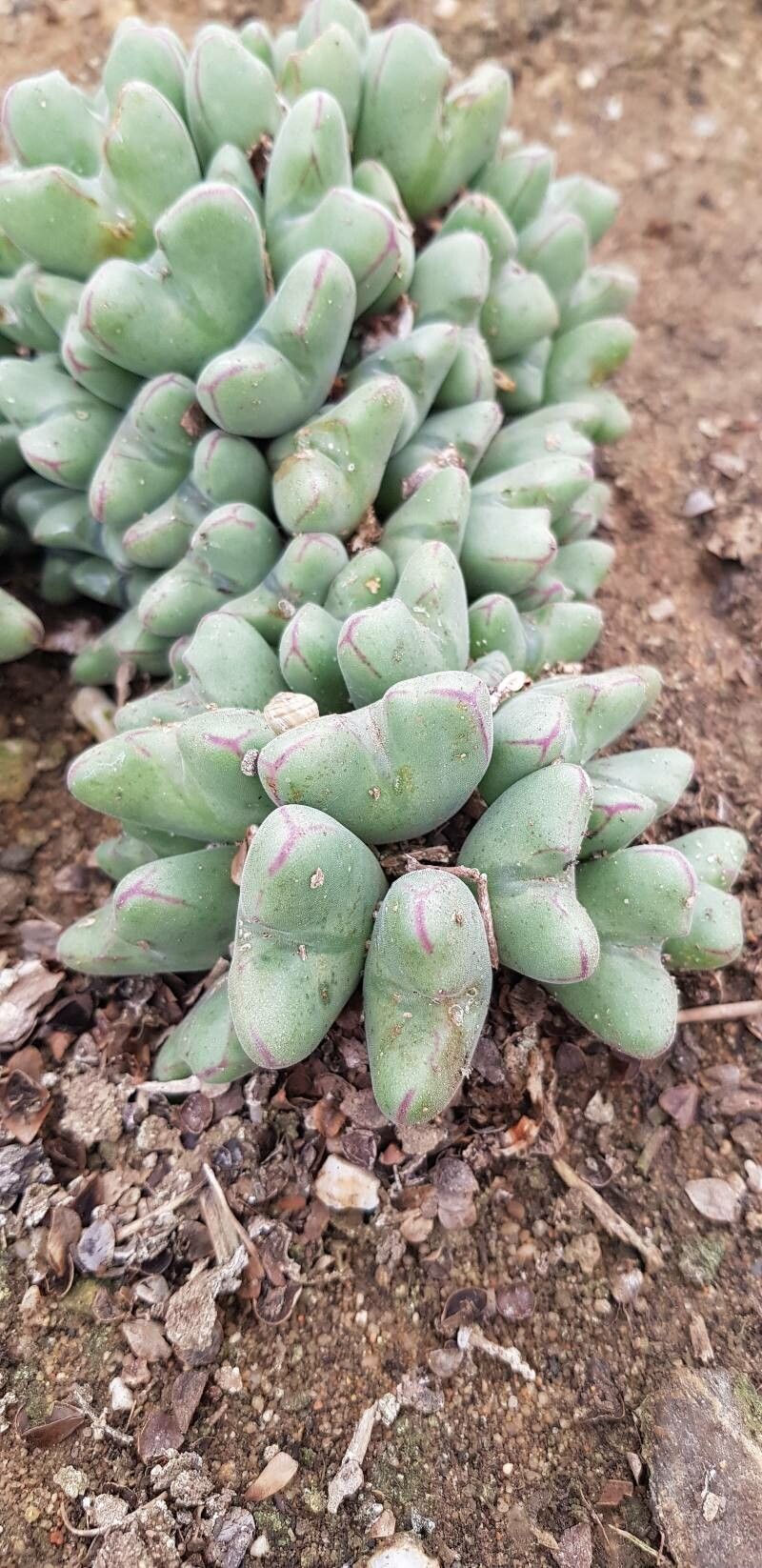 Conophytum chauviniae — houseplant care guide