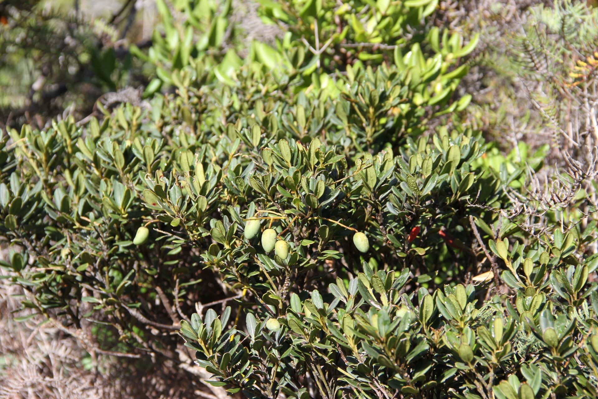 Elaeocarpus pulchellus habit