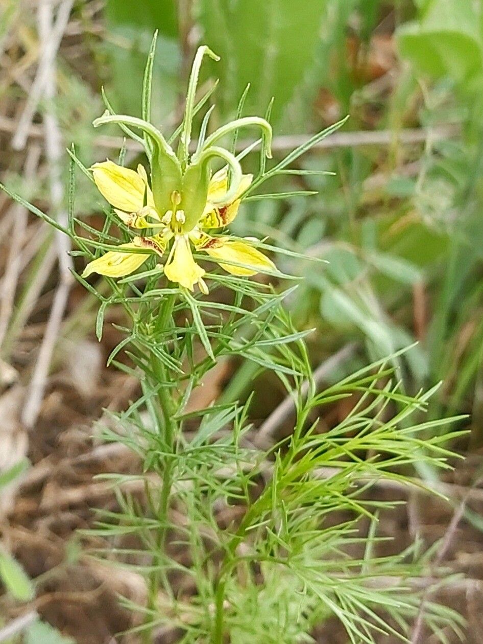 Nigella orientalis flower