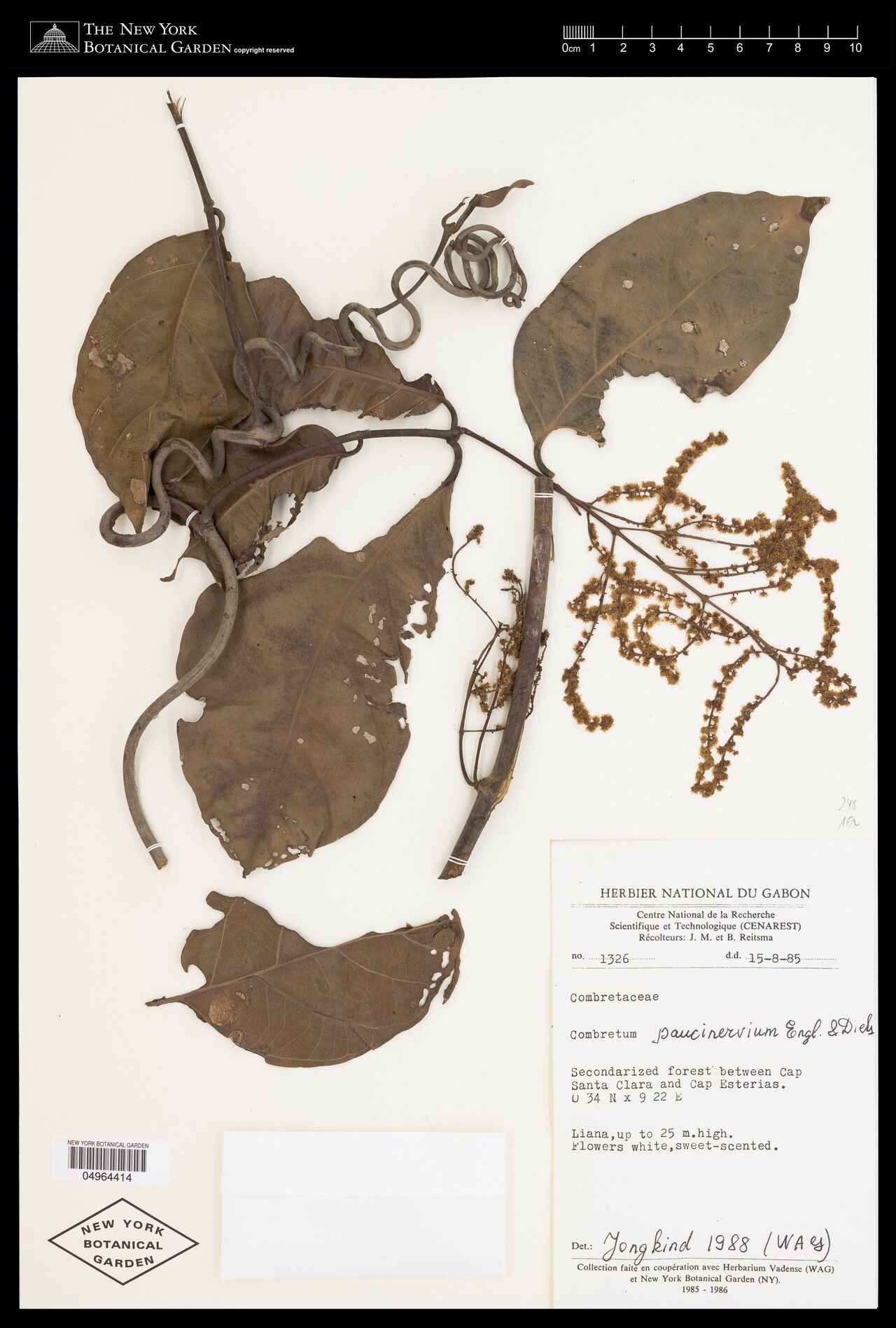 Combretum paucinervium — houseplant care guide