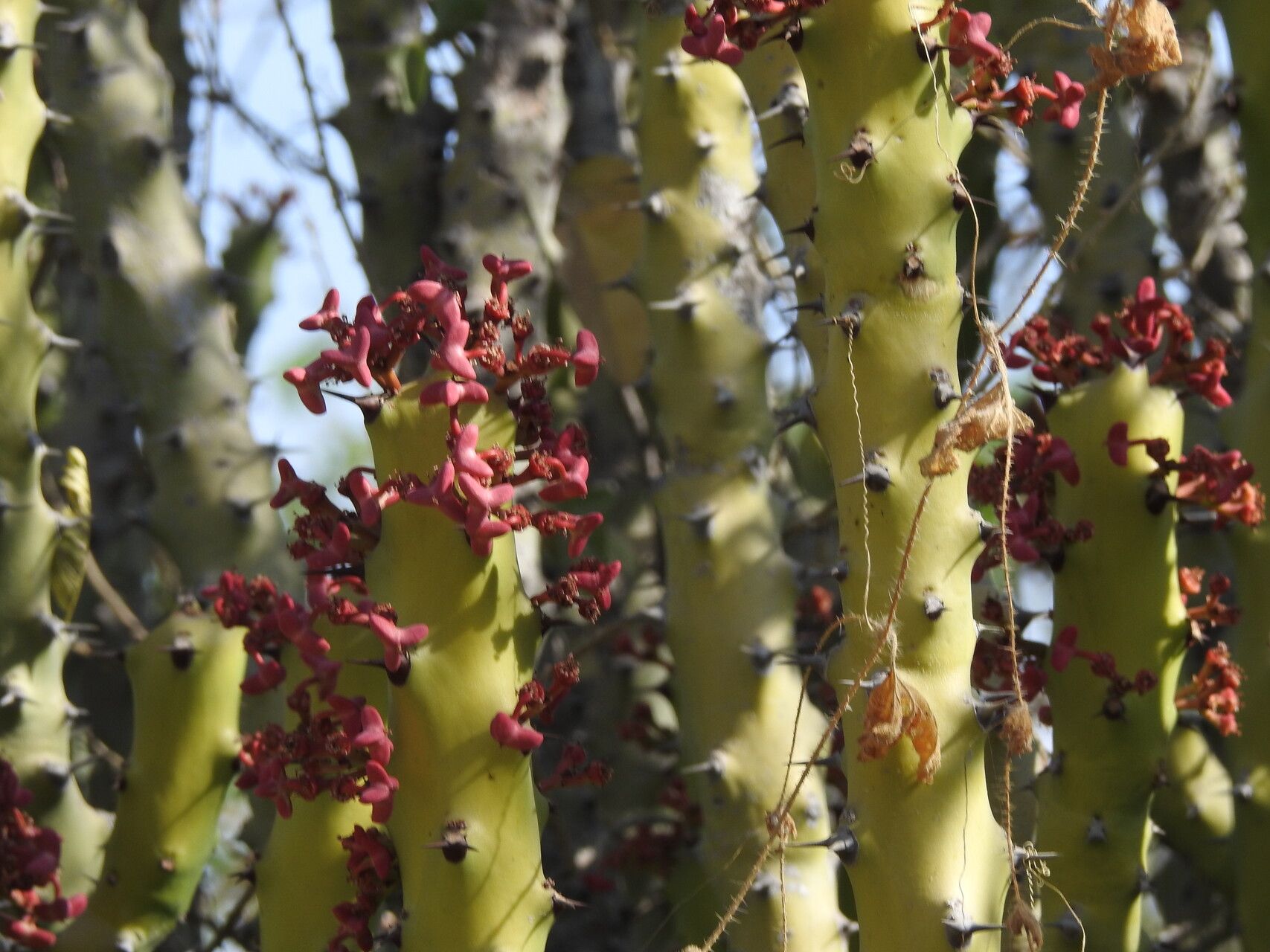 Euphorbia caducifolia — houseplant care guide