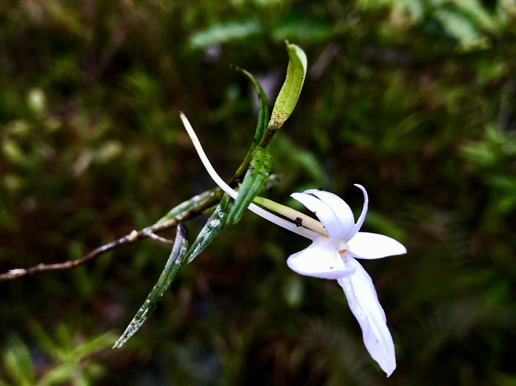 Angraecum danguyanum flower