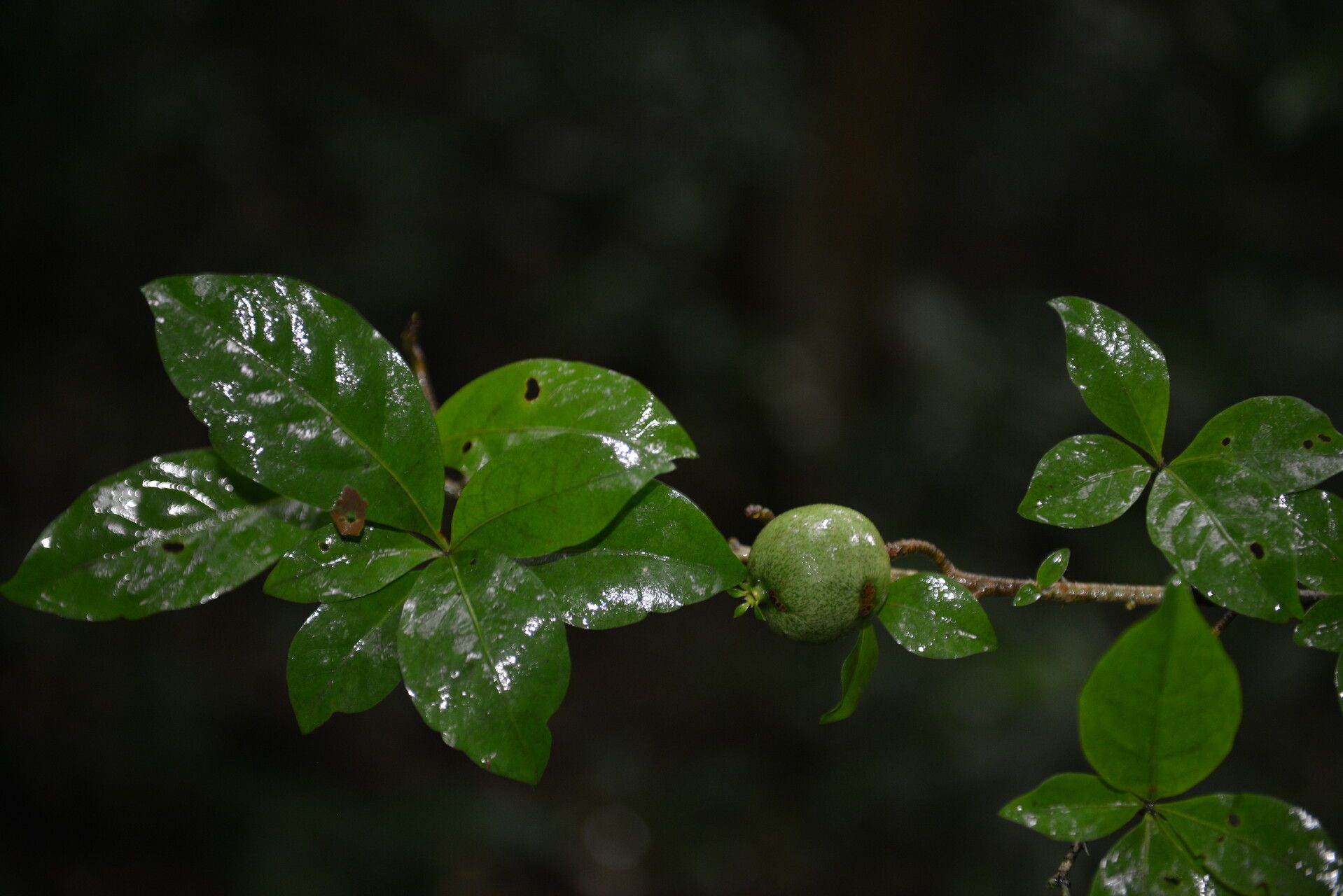 Randia calycosa — related species from the same genus