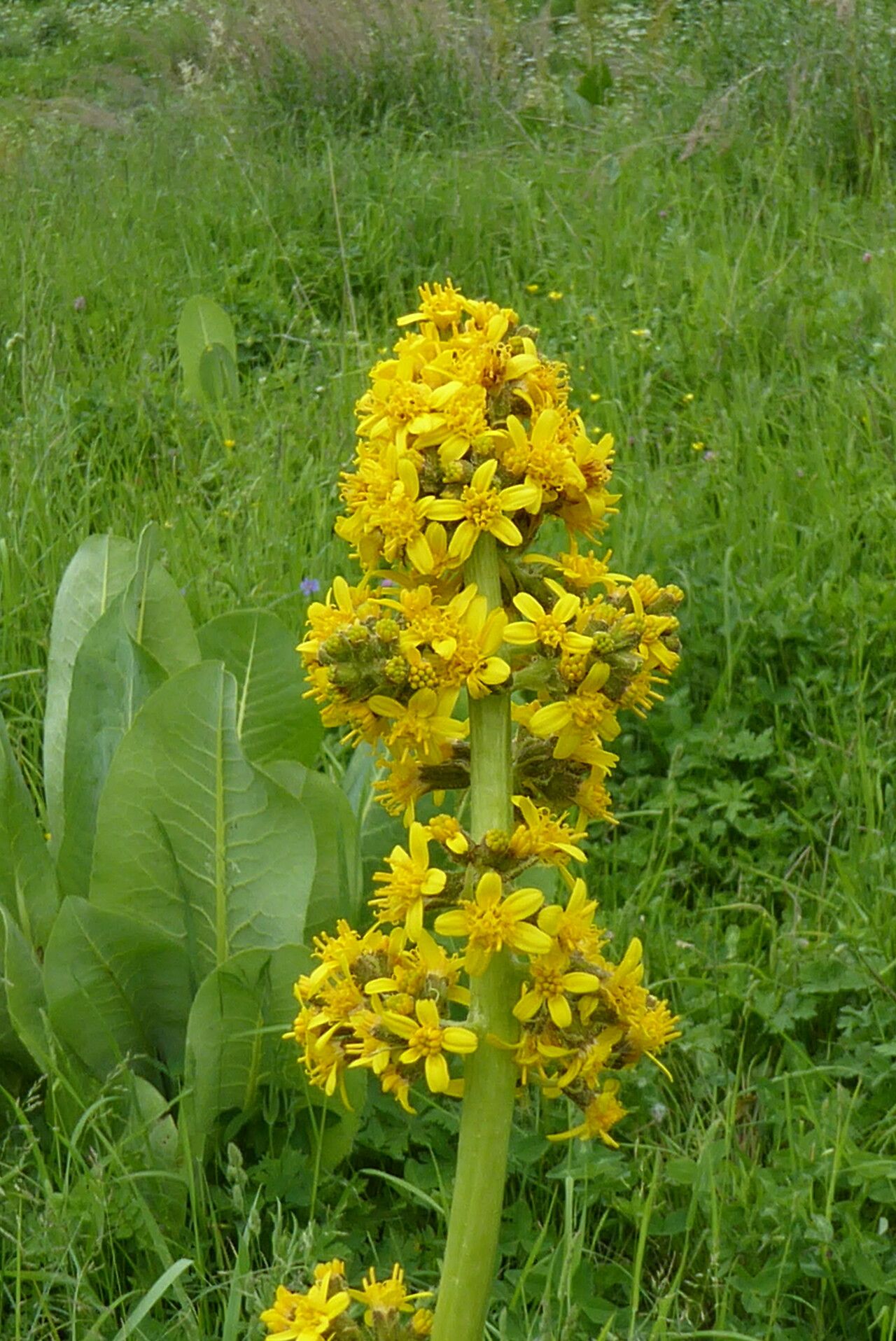 Ligularia macrophylla flower