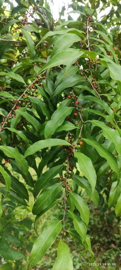 Casearia sylvestris fruit