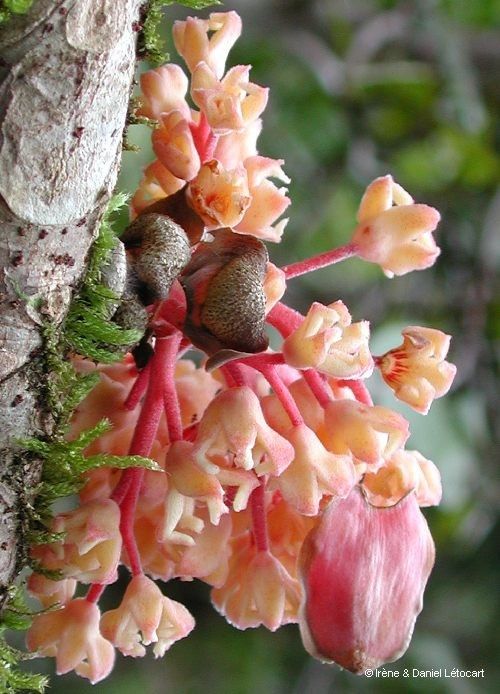 Acropogon sageniifolia fruit