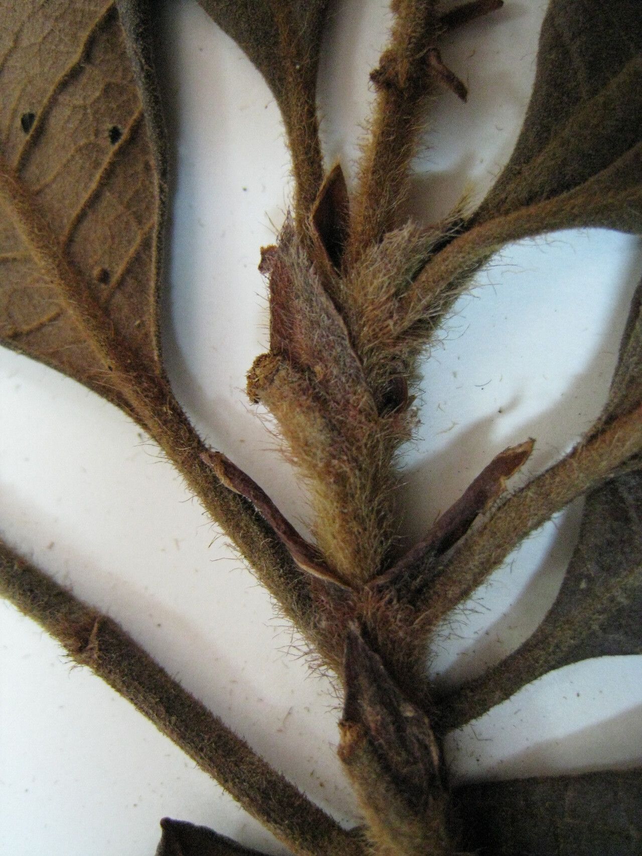 Byrsonima stipulacea other