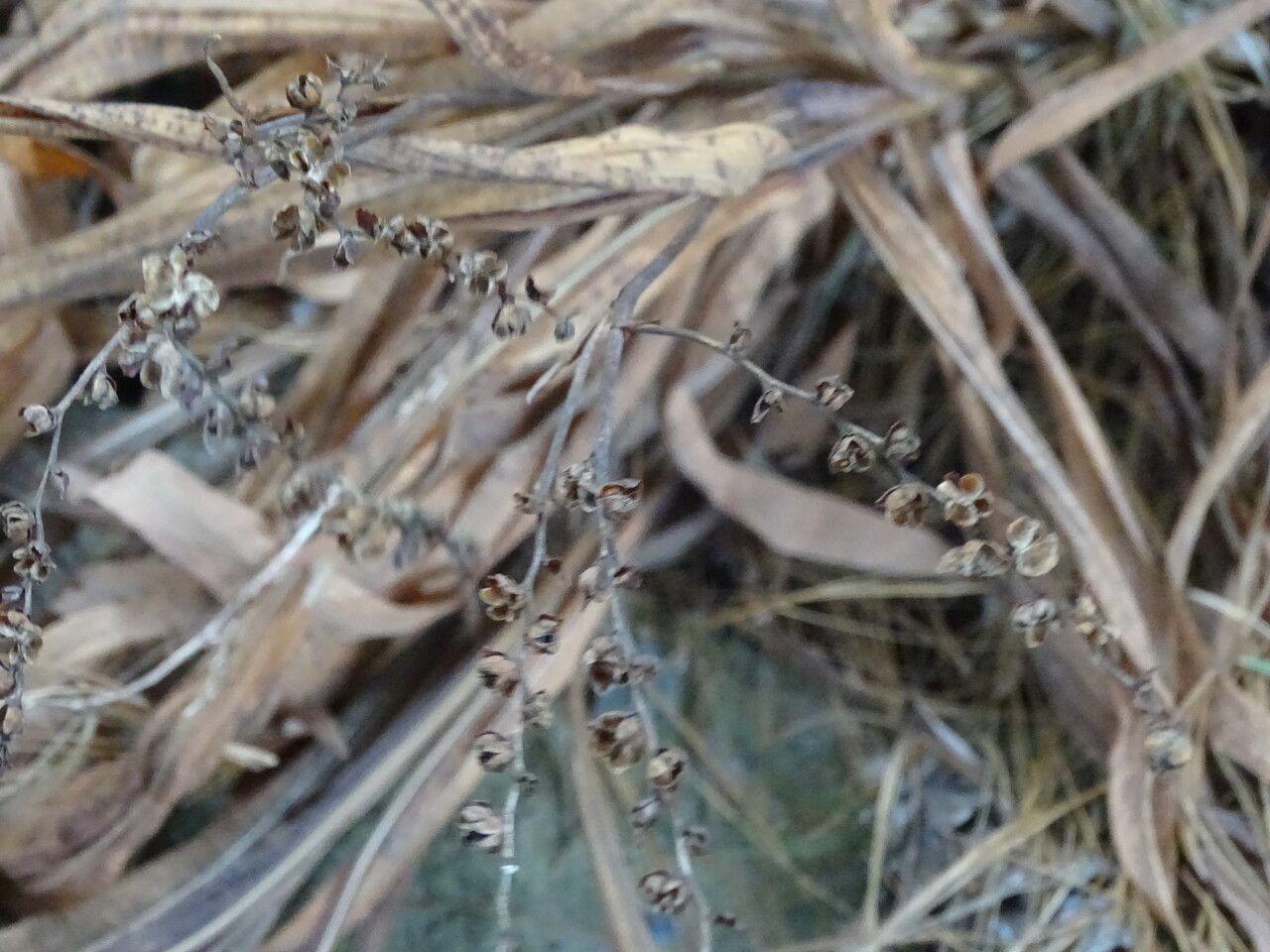Crocosmia × crocosmiiflora fruit
