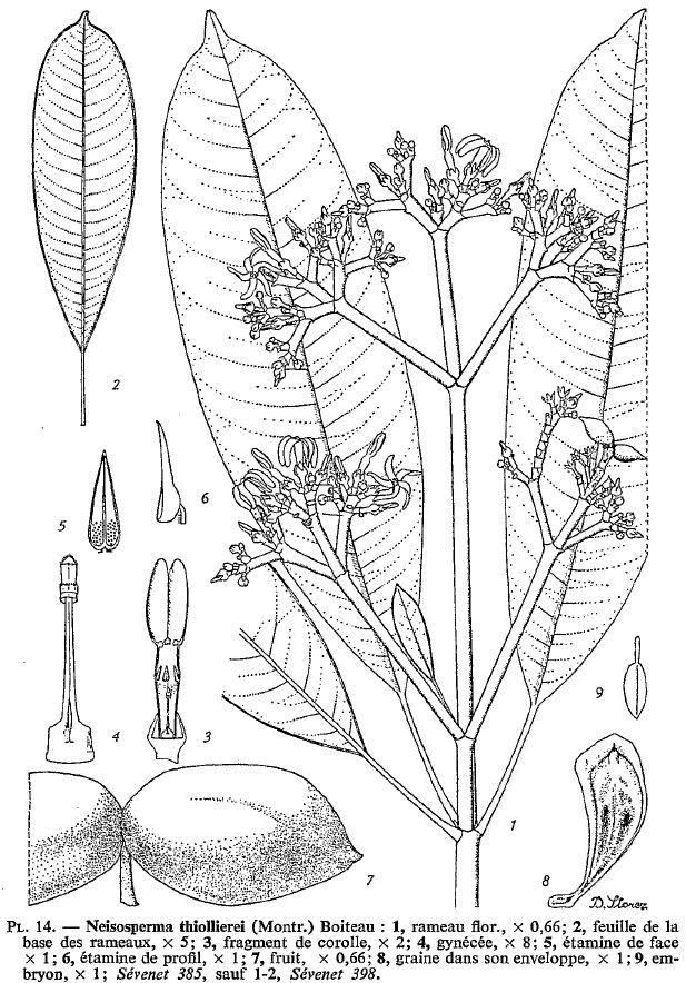 Ochrosia thiollierei — houseplant care guide