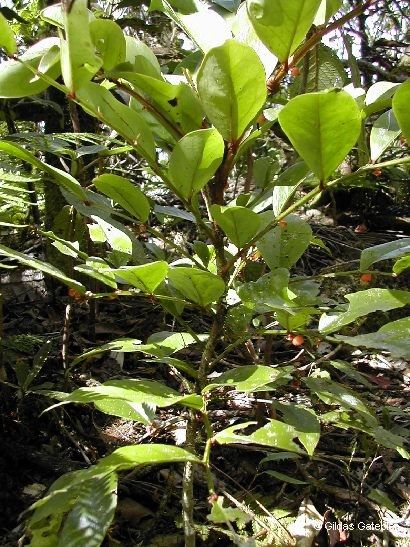 Phyllanthus aoupinieensis habit
