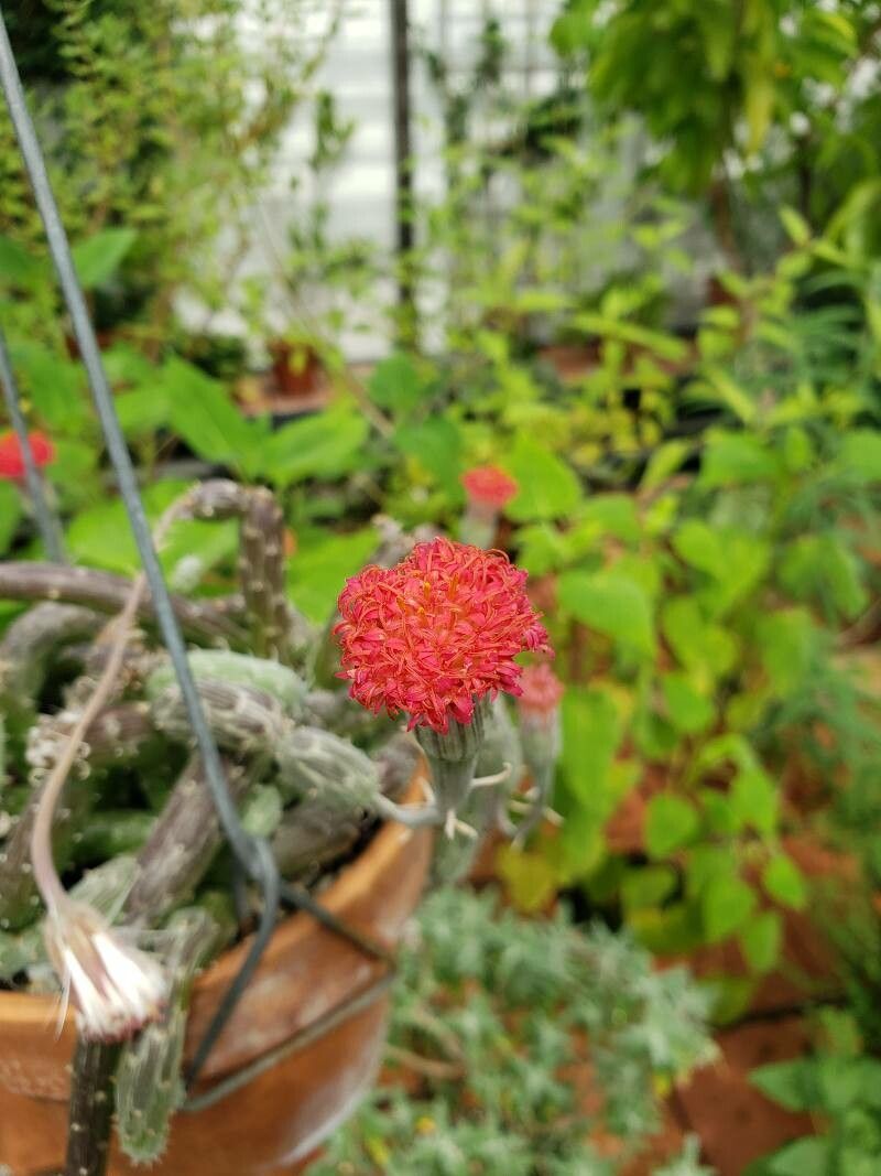 Kleinia pendula flower