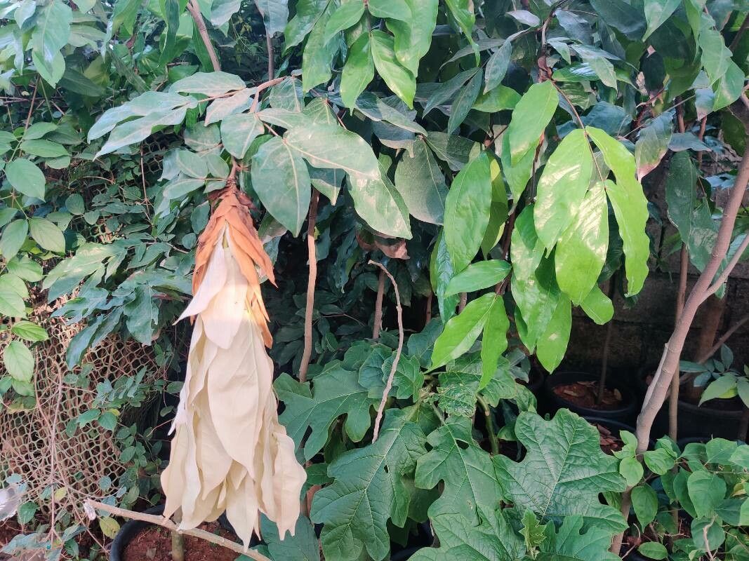 Cynometra grandiflora flower