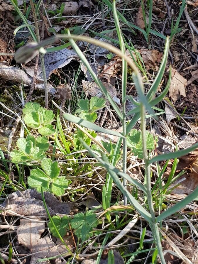 Fritillaria montana — search result for 'Albania'