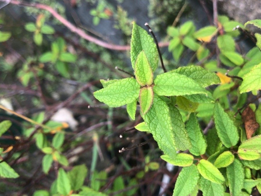 Cistus × corbariensis — search result for 'Cistus'