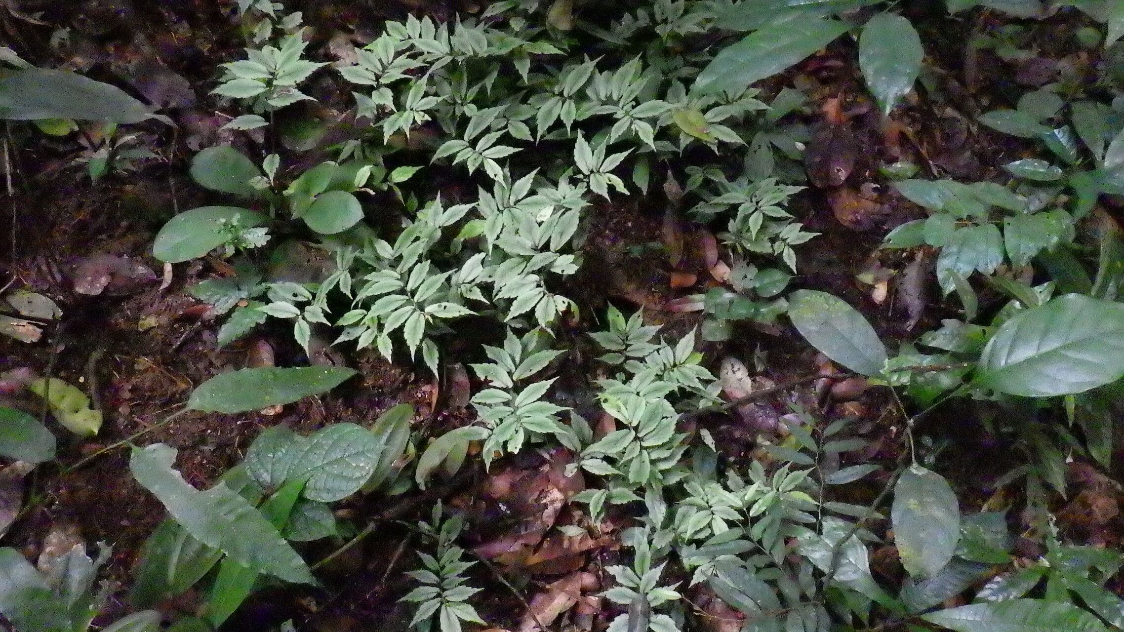 Begonia gossweileri habit