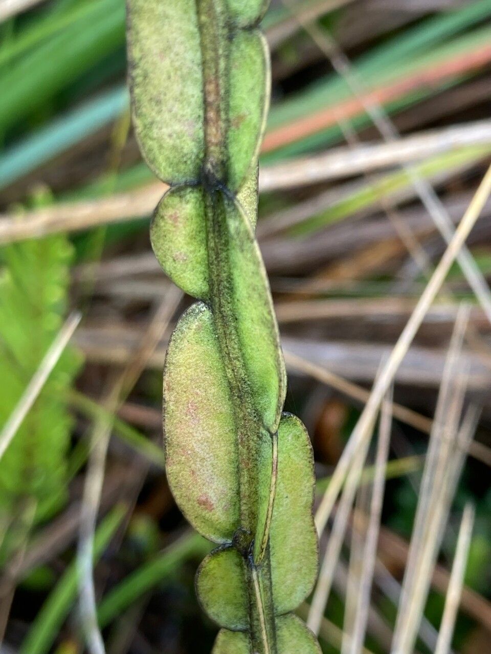 Baccharis sagittalis leaf