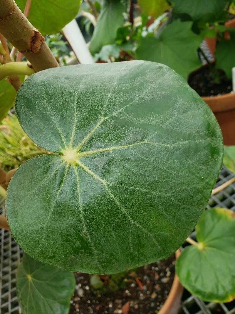 Begonia petasitifolia leaf