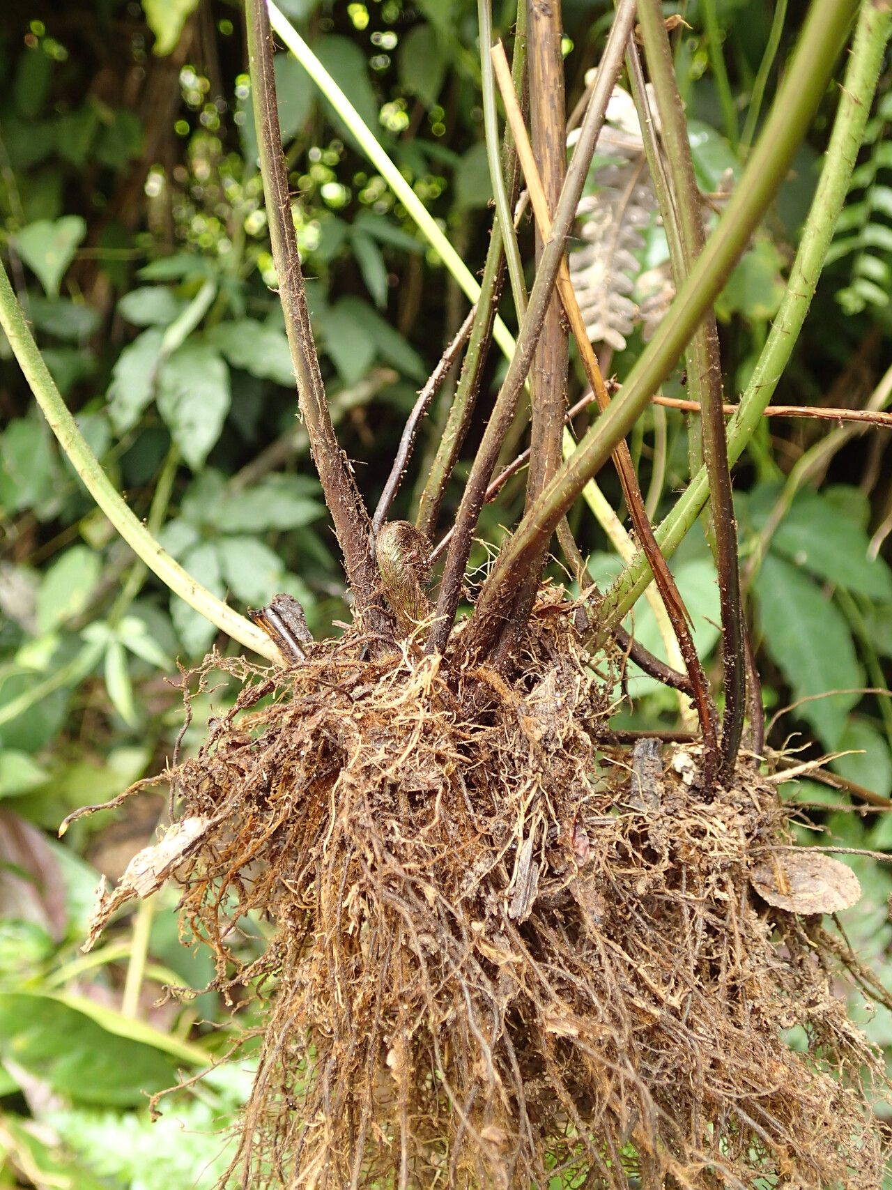 Pteris atrovirens other
