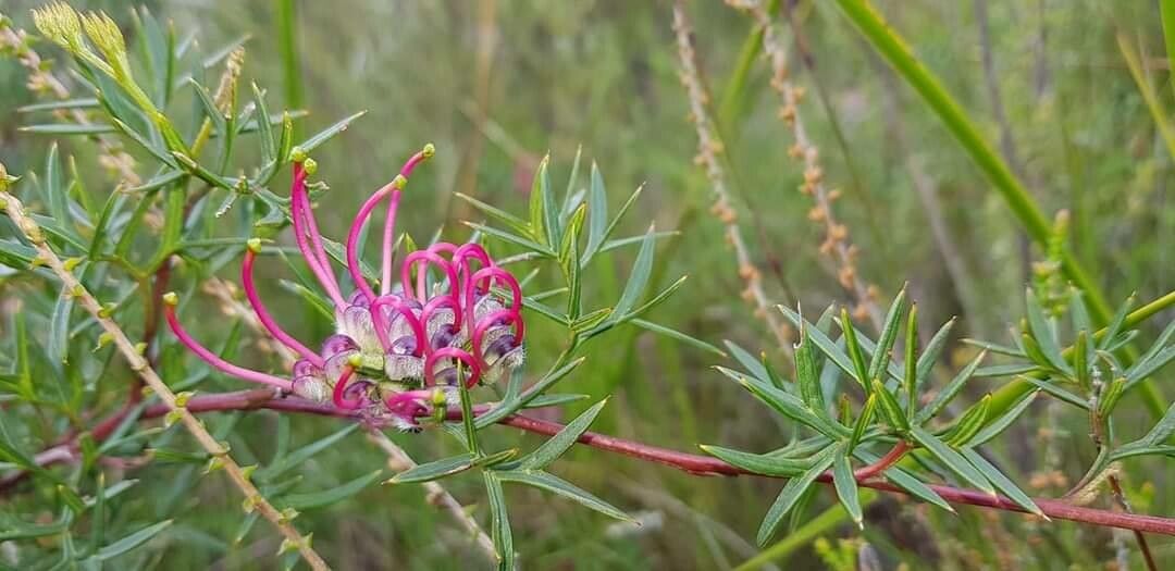 Grevillea acanthifolia — related species from the same genus