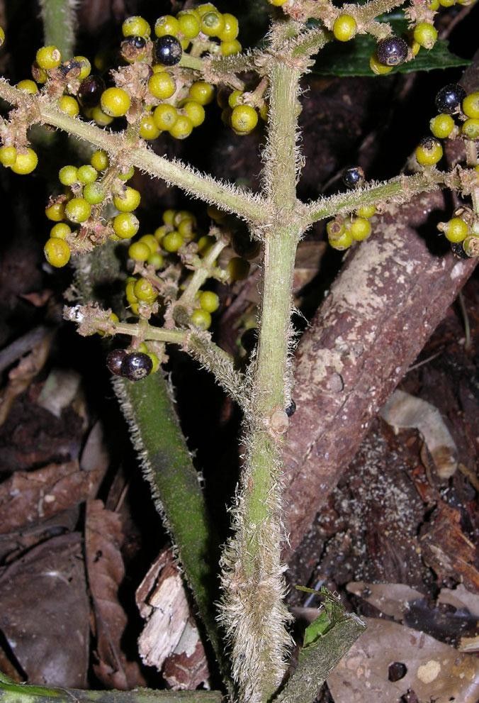Miconia sparrei bark