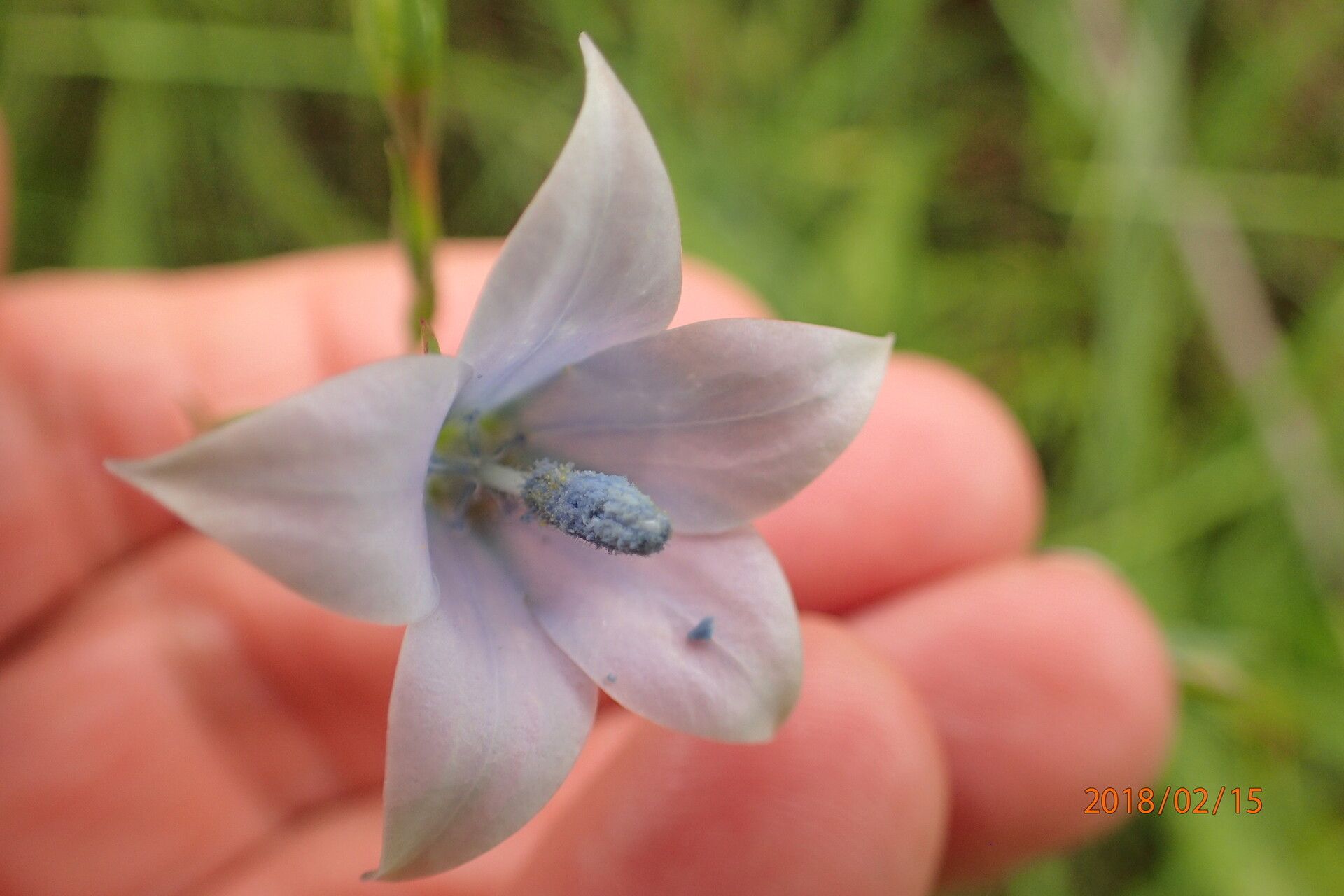 Wahlenbergia krebsii flower