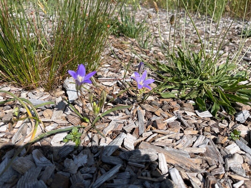 Brodiaea orcuttii — houseplant care guide