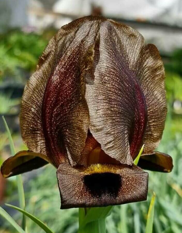 Iris bostrensis flower