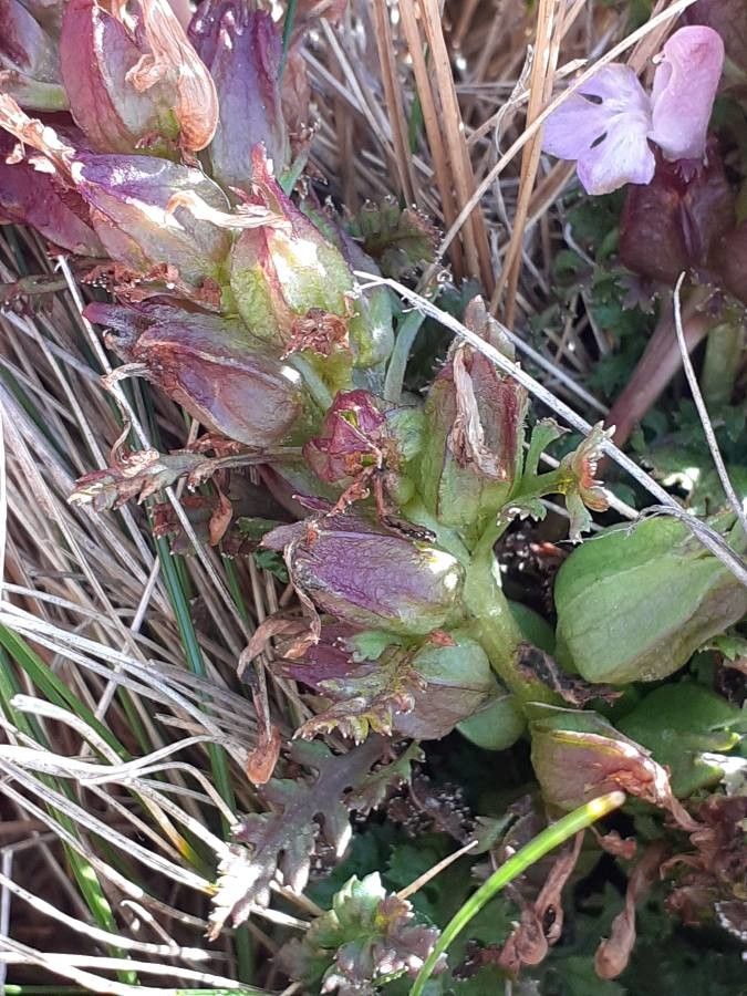 Pedicularis sylvatica fruit