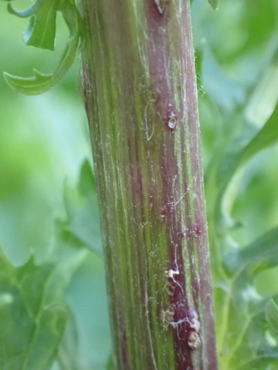 Jacobaea aquatica bark