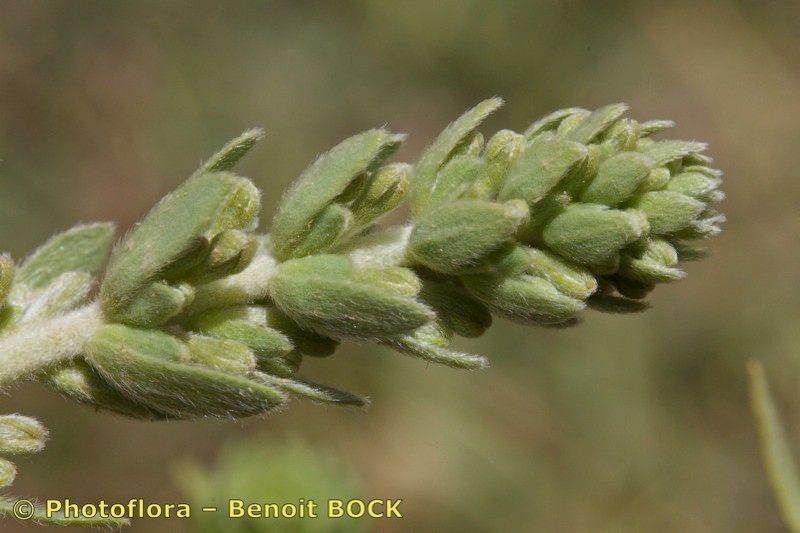 Thymelaea virgata fruit