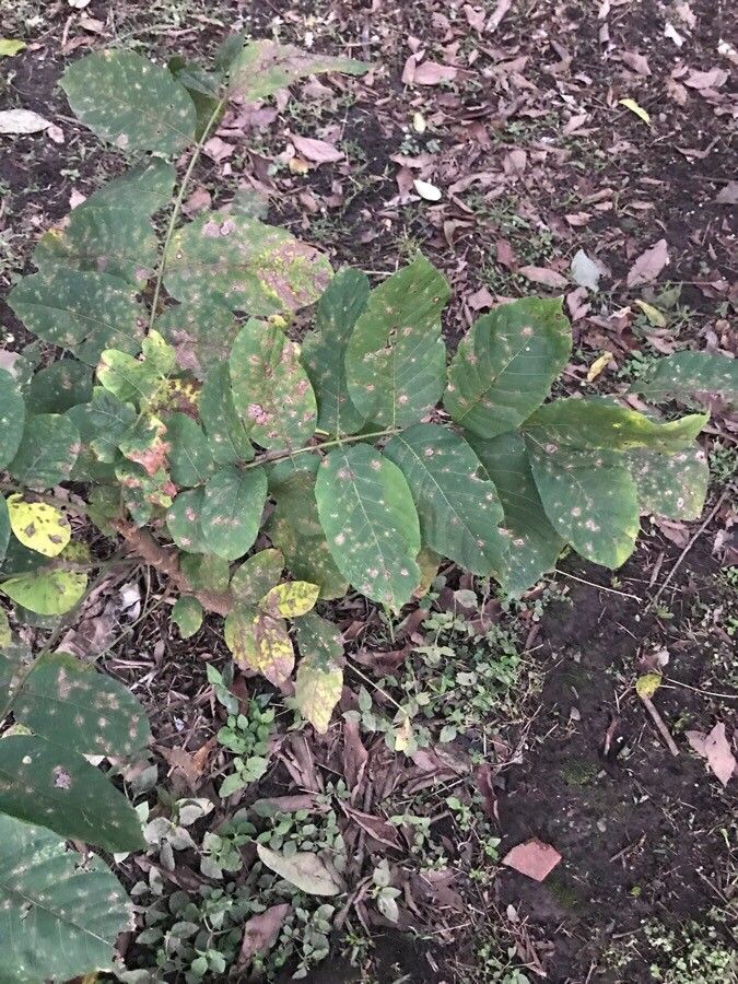 Cedrela salvadorensis leaf