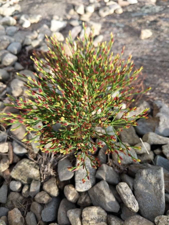 Hypericum gentianoides — soil improver houseplant