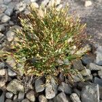 Hypericum gentianoides